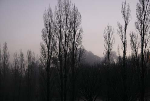 winter-trees.jpg winter-trees.jpg