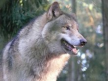 wolf.jpg wolf.jpg